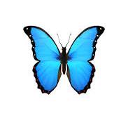 🦋  蝶