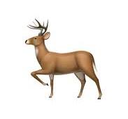 🦌 鹿