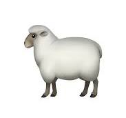 🐑 羊