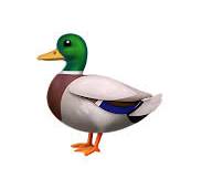 🦆 アヒル